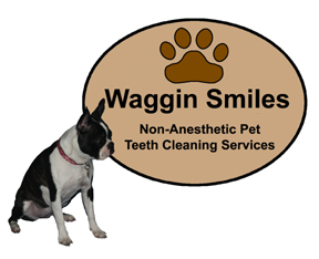 dog teeth cleaning oakland